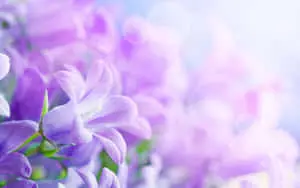 A beautiful desktop wallpaper of a field of flowers.