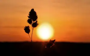 silhouette of a grass plant against the sunset
