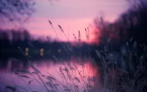 a sunset with grass and water in the background