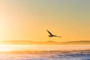 a bird flying over the ocean