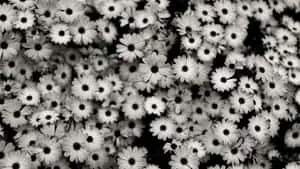 black and white photo of a bunch of flowers