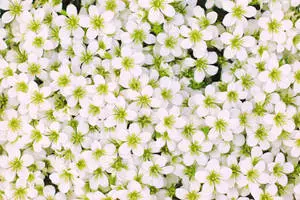 White Flower Filled Screen