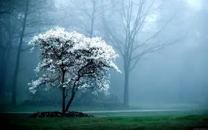 White Tree In Full HD Computer Desktop
