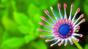 Windows 11 4K Flower