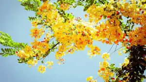Yellow Aesthetic Desktop Beautiful Flowers