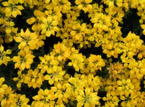 Sunjoy Saffron Barberry Yellow Aesthetic Flower Desktop