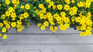 Bidens Ferulifolia Yellow Aesthetic Flower Desktop