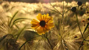 Lone Bloom In Yellow Aesthetic Flower Desktop