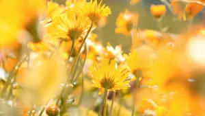 Delicate Yellow Aesthetic Flower Desktop