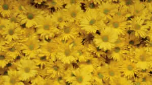 Chrysanthemums In Yellow Aesthetic Flower Desktop