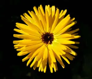 Vibrant Yellow Daisy in Bloom